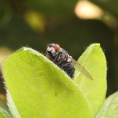 Sarcophagidae sp. (family) (Unidentified flesh fly) at Fadden, ACT - 1 Jan 2018 by YumiCallaway