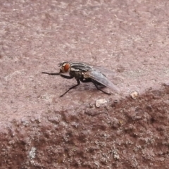 Sarcophagidae (family) at Fadden, ACT - 1 Jan 2018 04:21 PM