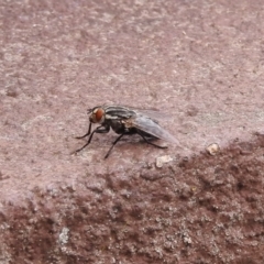 Sarcophagidae (family) at Fadden, ACT - 1 Jan 2018 04:21 PM