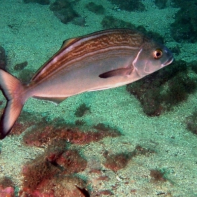 Latridopsis forsteri (Bastard Trumpeter) at Merimbula, NSW - 10 May 2015 by rickcarey