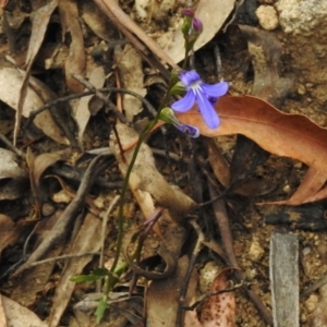 Lobelia dentata/gibbosa at Cotter River, ACT - 23 Jan 2018 09:02 AM