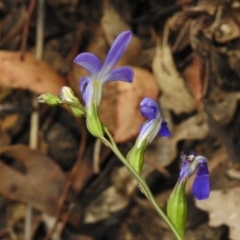 Lobelia dentata/gibbosa at Cotter River, ACT - 23 Jan 2018 09:02 AM