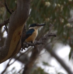 Todiramphus sanctus (Sacred Kingfisher) at Booth, ACT - 21 Jan 2018 by KMcCue