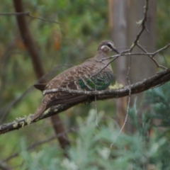 Phaps chalcoptera (Common Bronzewing) at Booth, ACT - 22 Jan 2018 by KMcCue