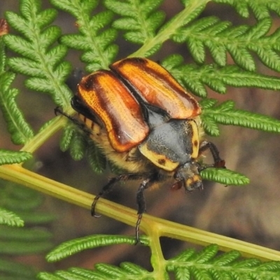 Chondropyga gulosa (Highland cowboy beetle) at Paddys River, ACT - 24 Jan 2018 by JohnBundock