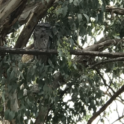 Podargus strigoides (Tawny Frogmouth) at Hackett, ACT - 21 Jan 2018 by Louisab