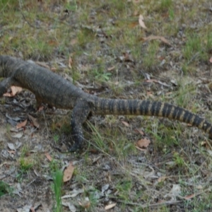 Varanus rosenbergi at Booth, ACT - suppressed