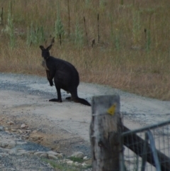 Osphranter robustus (Wallaroo) at Booth, ACT - 21 Jan 2018 by KMcCue