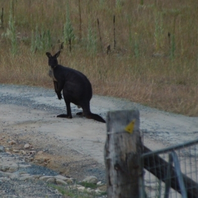 Osphranter robustus robustus (Eastern Wallaroo) at Booth, ACT - 21 Jan 2018 by KMcCue