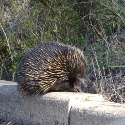 Tachyglossus aculeatus (Short-beaked Echidna) at Red Hill, ACT - 25 Jan 2018 by roymcd