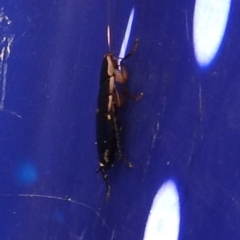 Drymaplaneta communis (Eastern Wood Runner, Common Shining Cockroach) at Fadden, ACT - 25 Jan 2018 by YumiCallaway