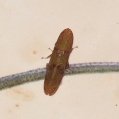 Rubria sanguinosa (Shovel-headed leafhopper) at Fadden, ACT - 25 Jan 2018 by YumiCallaway