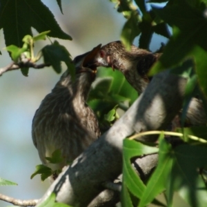 Anthochaera carunculata at Aranda, ACT - 25 Jan 2015