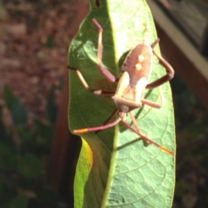 Mictis profana at Aranda, ACT - 17 Jan 2017 10:21 AM