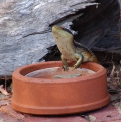 Tiliqua scincoides scincoides (Eastern Blue-tongue) at Aranda, ACT - 10 Mar 2015 by KMcCue