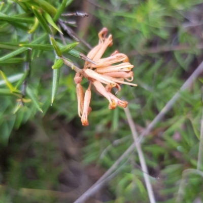 Grevillea sp. (Grevillea) at Griffith, ACT - 26 Jan 2018 by ianandlibby1