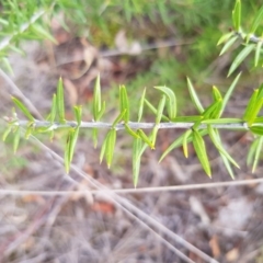 Grevillea sp. at Griffith, ACT - 26 Jan 2018 03:26 PM