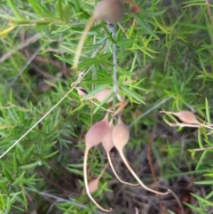 Grevillea sp. at Griffith, ACT - 26 Jan 2018 03:26 PM