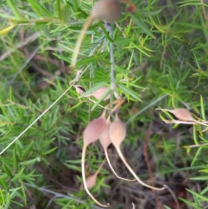 Grevillea sp. at Griffith, ACT - 26 Jan 2018 03:26 PM