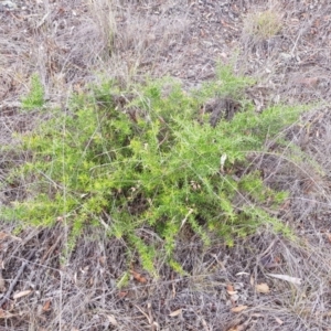 Grevillea sp. at Griffith, ACT - 26 Jan 2018 03:26 PM