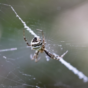 Argiope trifasciata at Higgins, ACT - 26 Jan 2018