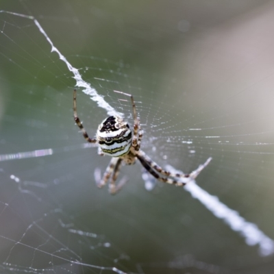 Argiope trifasciata (Banded orb weaver) at Higgins, ACT - 26 Jan 2018 by AlisonMilton