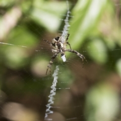 Argiope trifasciata at Higgins, ACT - 26 Jan 2018