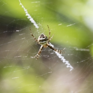 Argiope trifasciata at Higgins, ACT - 26 Jan 2018