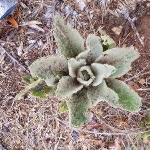 Verbascum thapsus subsp. thapsus at Narrabundah, ACT - 26 Jan 2018 03:28 PM