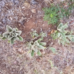 Verbascum thapsus subsp. thapsus at Narrabundah, ACT - 26 Jan 2018 03:28 PM