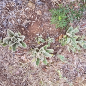 Verbascum thapsus subsp. thapsus at Narrabundah, ACT - 26 Jan 2018 03:28 PM