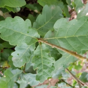 Quercus robur at Narrabundah, ACT - 26 Jan 2018 03:30 PM