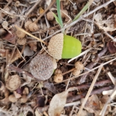 Quercus robur at Narrabundah, ACT - 26 Jan 2018 03:30 PM