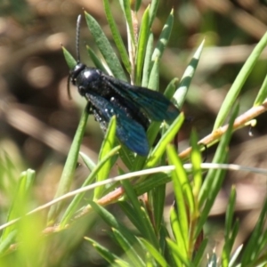 Austroscolia soror at Parkes, ACT - 26 Jan 2018