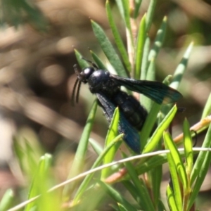 Austroscolia soror at Parkes, ACT - 26 Jan 2018