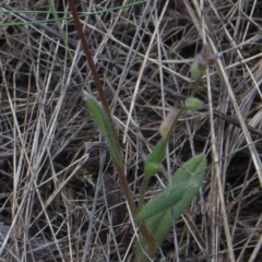 Myosotis discolor at Gundaroo, NSW - 29 Oct 2017 02:54 PM