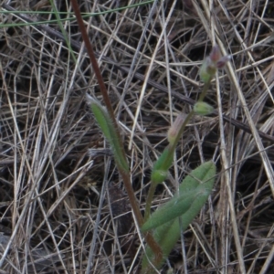Myosotis discolor at Gundaroo, NSW - 29 Oct 2017 02:54 PM