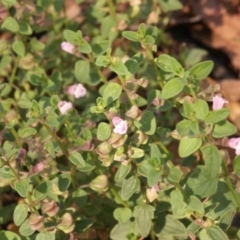 Scutellaria humilis (Dwarf Skullcap) at Gundaroo, NSW - 2 Jan 2015 by MaartjeSevenster