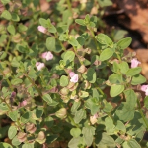 Scutellaria humilis at Gundaroo, NSW - 2 Jan 2015