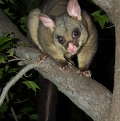 Trichosurus vulpecula (Common Brushtail Possum) at Aranda, ACT - 12 Mar 2012 by KMcCue