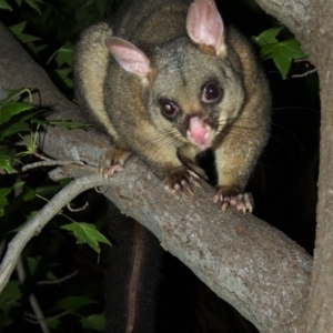 Trichosurus vulpecula at Aranda, ACT - 12 Mar 2012