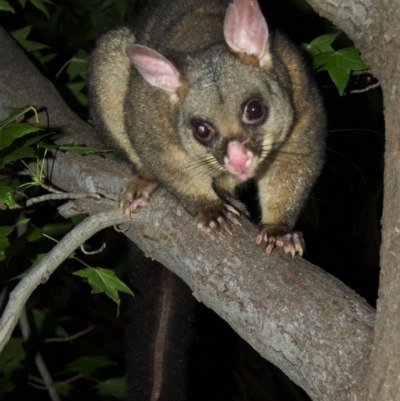 Trichosurus vulpecula (Common Brushtail Possum) at Aranda, ACT - 12 Mar 2012 by KMcCue