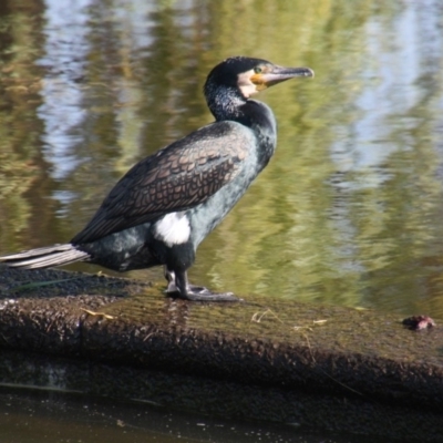Phalacrocorax carbo (Great Cormorant) at Canberra, ACT - 26 Jan 2018 by DonLimn