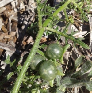 Solanum triflorum at Watson, ACT - 17 Jan 2018 10:34 AM