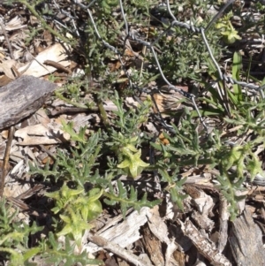 Solanum triflorum at Watson, ACT - 17 Jan 2018