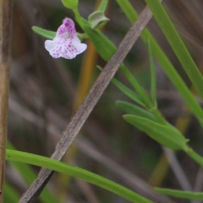 Scutellaria racemosa (South American Skullcap) at Gundaroo, NSW - 26 Jan 2018 by MaartjeSevenster