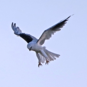 Elanus axillaris at Fyshwick, ACT - 25 Jan 2018