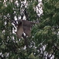 Accipiter cirrocephalus (Collared Sparrowhawk) at Fyshwick, ACT - 25 Jan 2018 by RodDeb