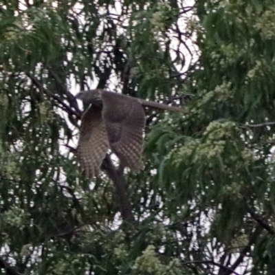 Tachyspiza cirrocephala (Collared Sparrowhawk) at Jerrabomberra Wetlands - 25 Jan 2018 by RodDeb