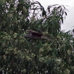 Accipiter cirrocephalus at Fyshwick, ACT - 25 Jan 2018